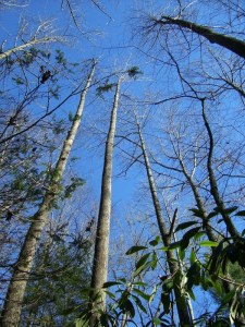 Looking up at tall trees in North Carolina