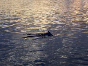 Dolphin swimming in the St. Johns River