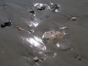 Sand dollar in wet sand at the beach
